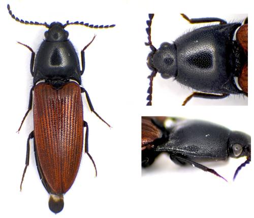 Réf. 358 971 : Ampedus sp.